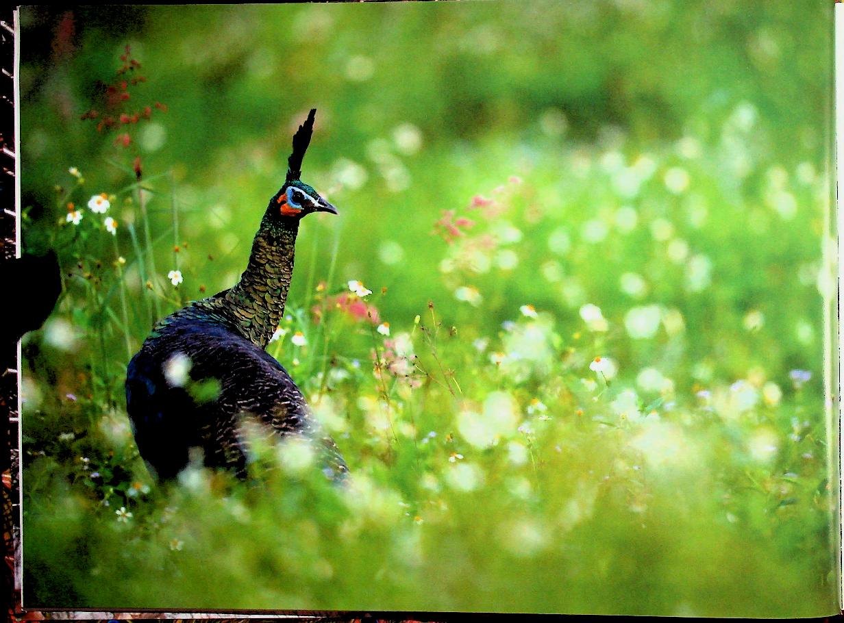 ฐานที่มั่นสุดท้ายนกยูงไทย