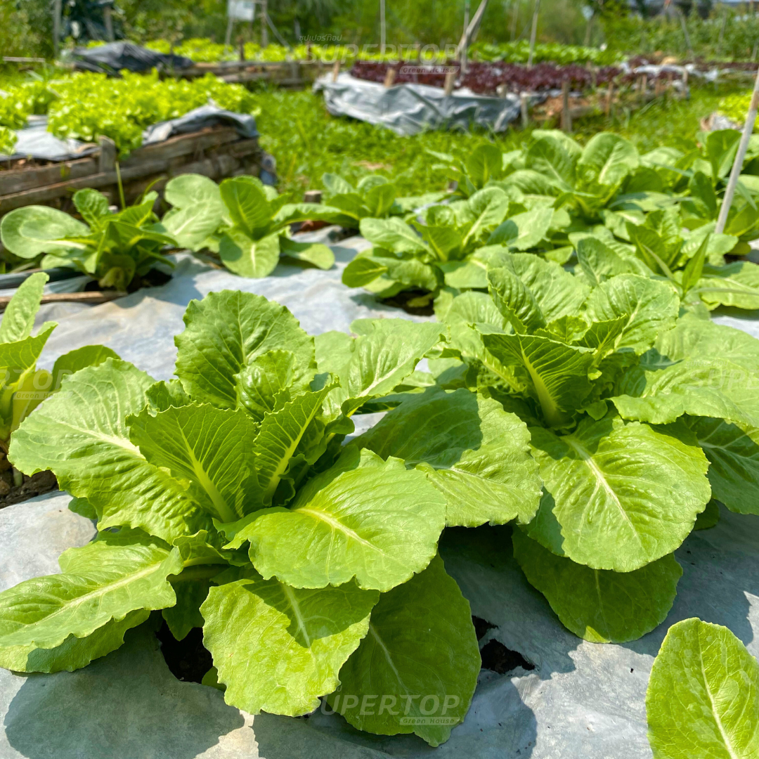 เมล็ดพันธุ์ผักสลัดออร์แกนิก RAILUNGTOP | เก็บจากฝัก สดจากไร่ลุงท๊อป ออร์แกนิก