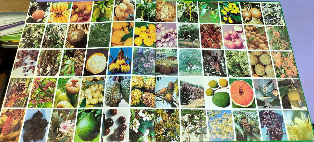 ผลไม้ไทยๆ