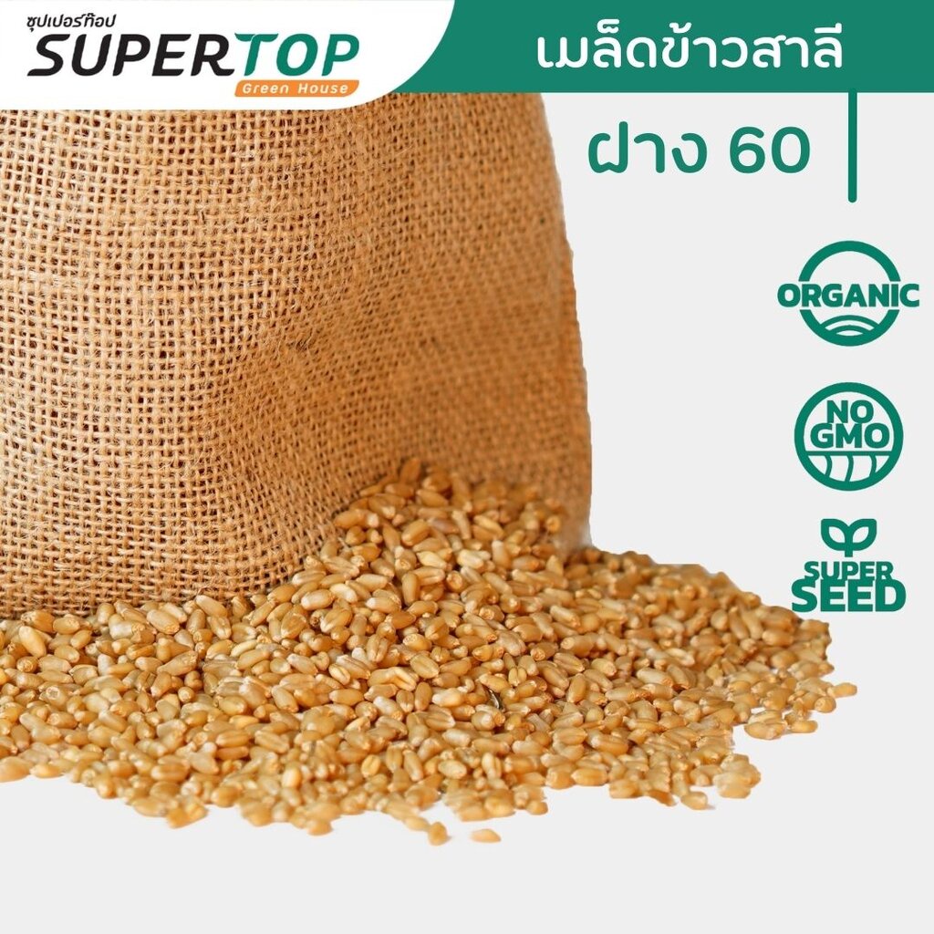 เมล็ดเพาะต้นอ่อน ข้าวสาลี (Wheatgrass Microgreen) SUPERTOP ขนาด 1 KG.