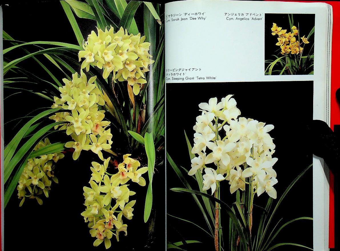 JOYFUL GREEN LIFE : Orchid (ดอกกล้วยไม้ ฉบับภาษาญี่ปุ่น)