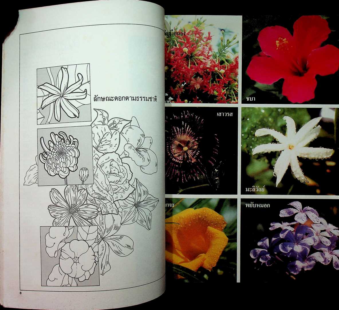 วาดดอกไม้