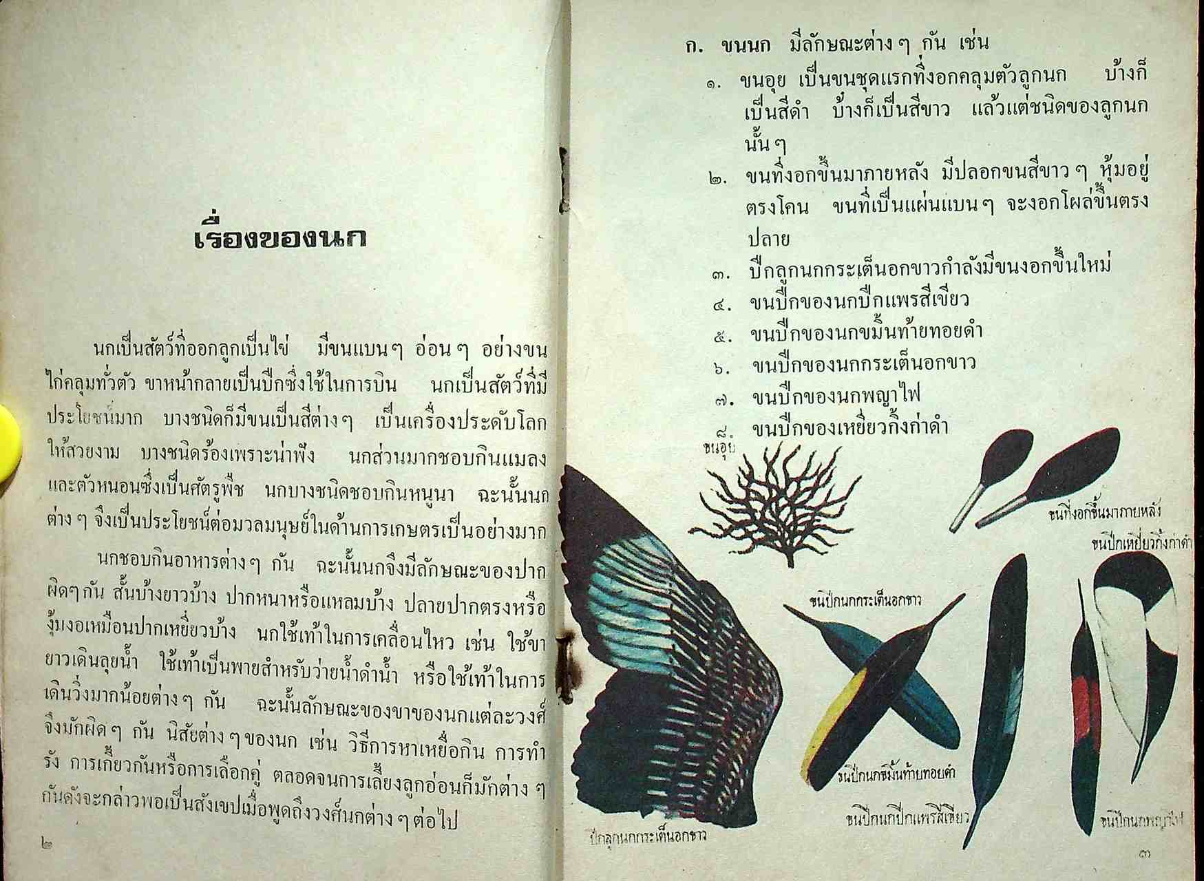 หนังสืออ่านเพิ่มเติมวิชาสังคมศึกษา เรื่อง นก ประโยคประถมศึกษา