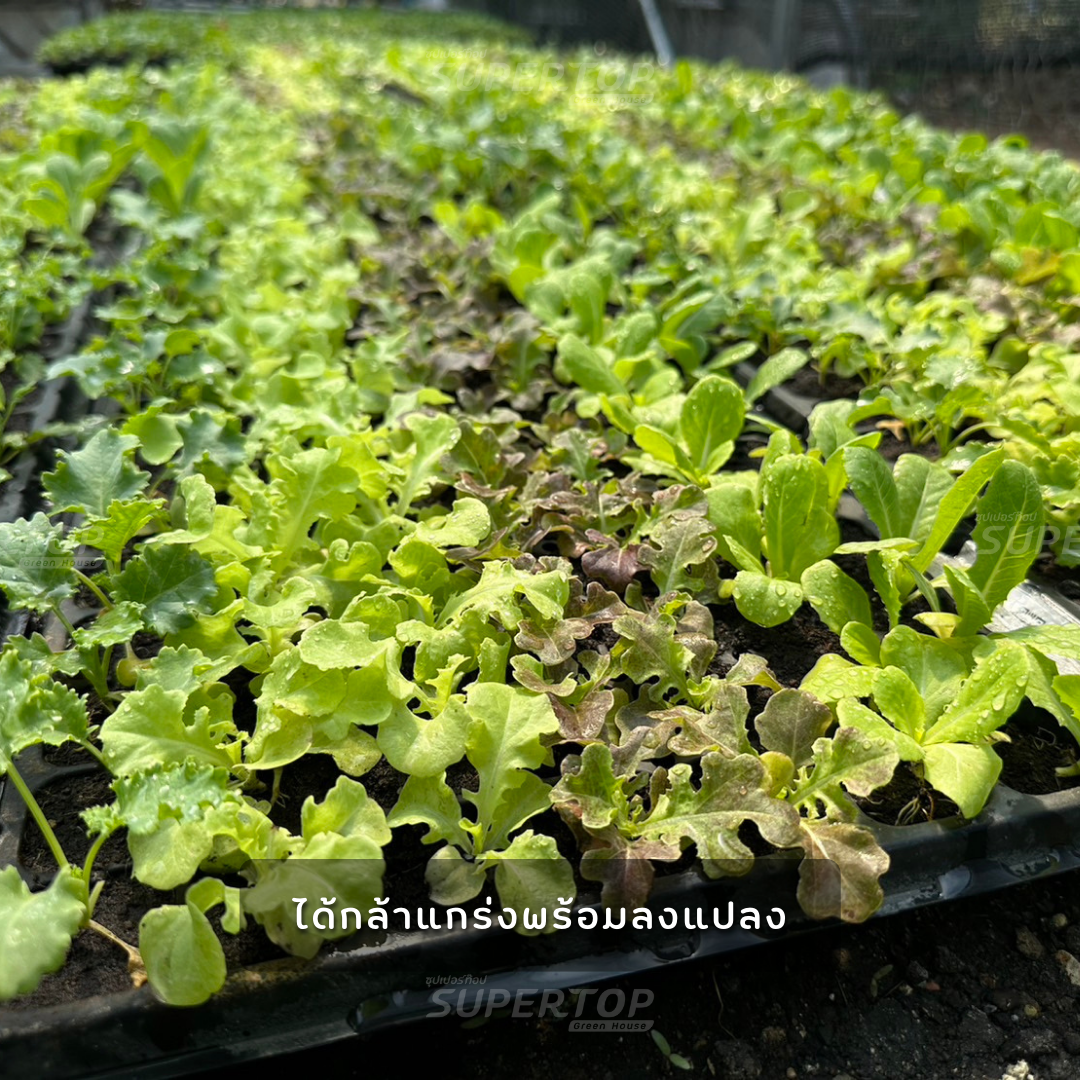 เมล็ดพันธุ์ผักสลัดออร์แกนิก RAILUNGTOP | เก็บจากฝัก สดจากไร่ลุงท๊อป ออร์แกนิก