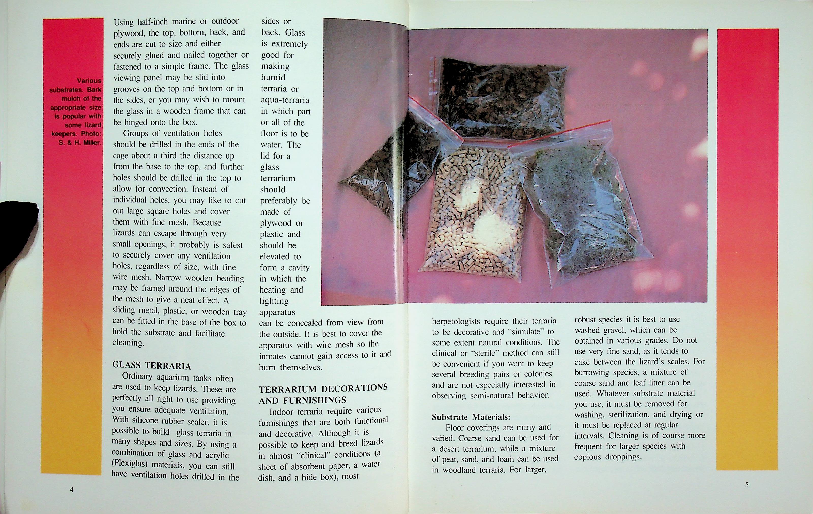 LIZARDS AS A NEW PET