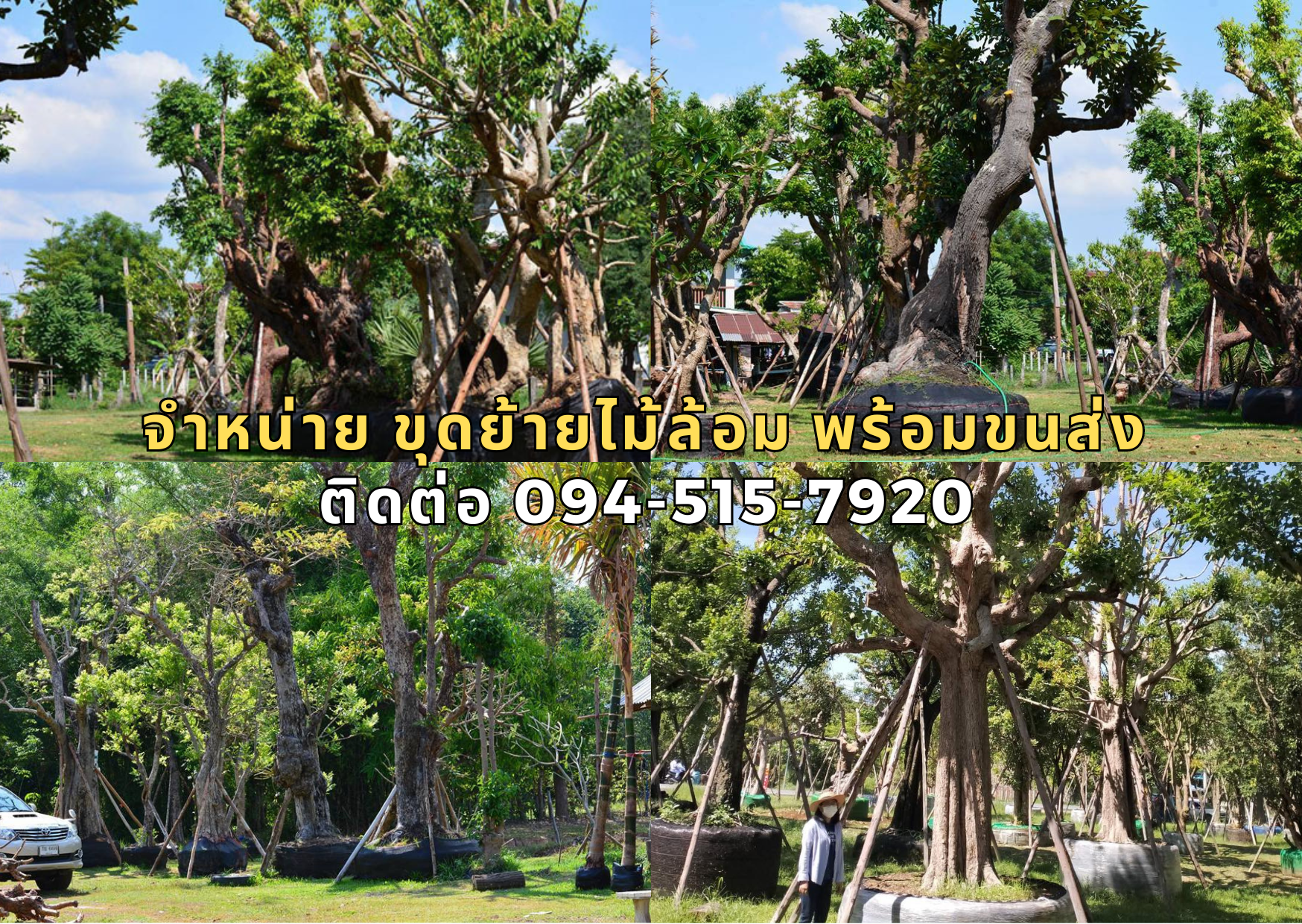 จำหน่าย ขุดย้ายไม้ล้อม พร้อมขนส่ง โทร.094-515-7920 