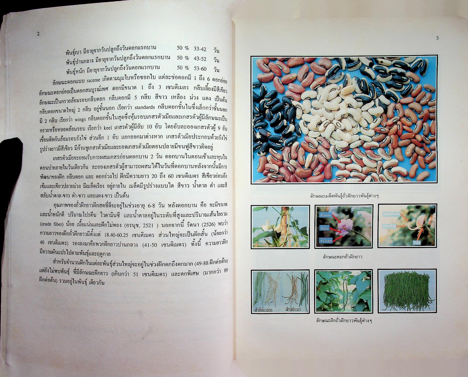 การผลิตเมล็ดพันธุ์ผัก