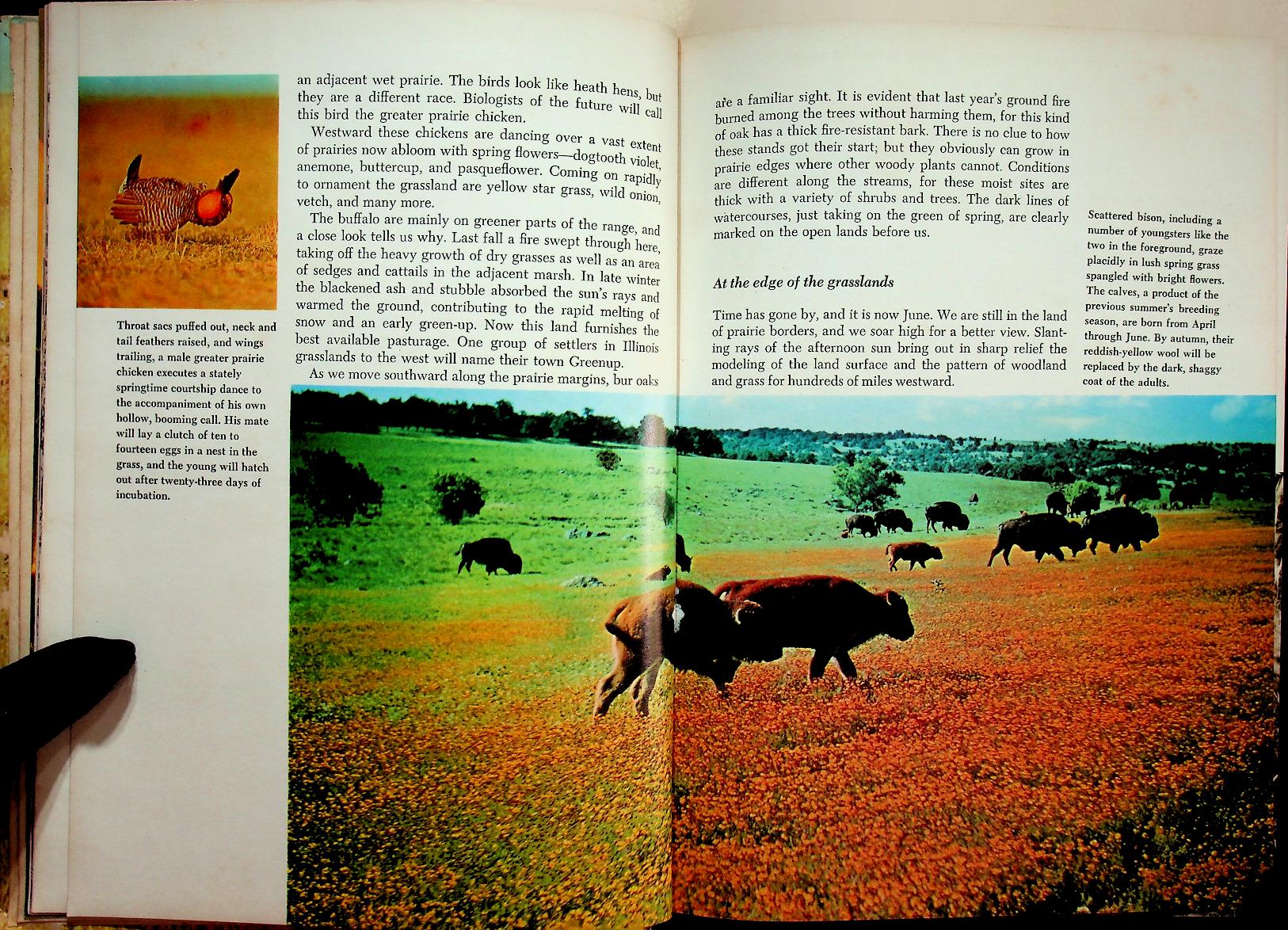 The Life of Prairies and Plains