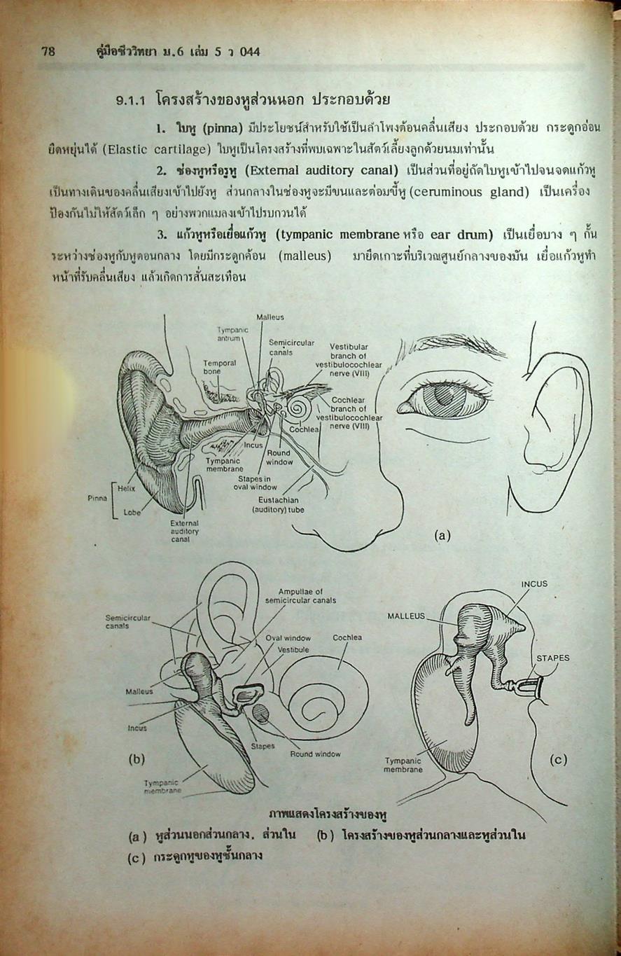 คู่มือเตรียมสอบ ชีววิทยา ม.6 เล่ม 5 ว 044