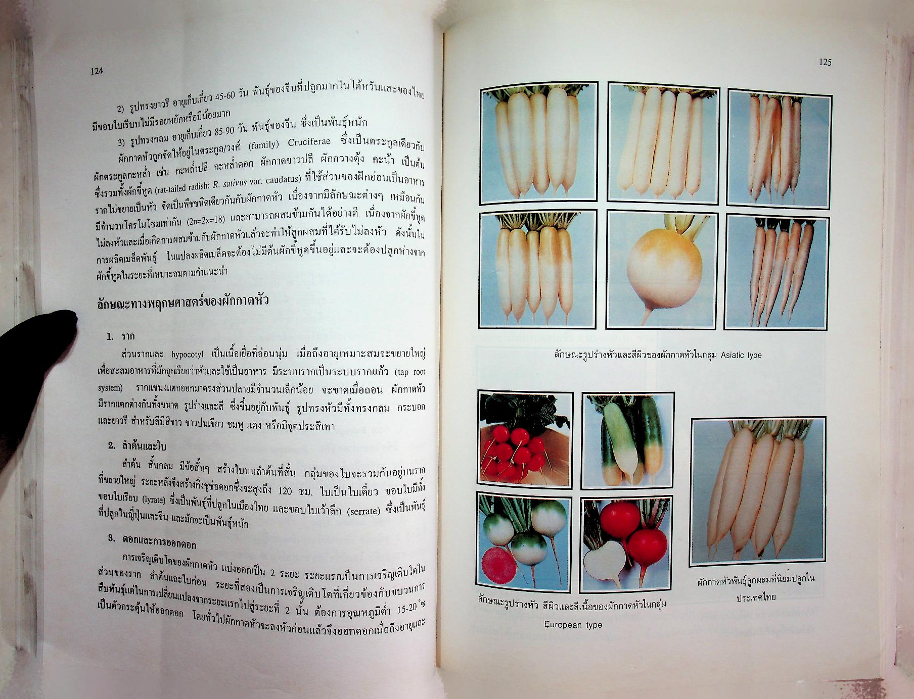 การผลิตเมล็ดพันธุ์ผัก