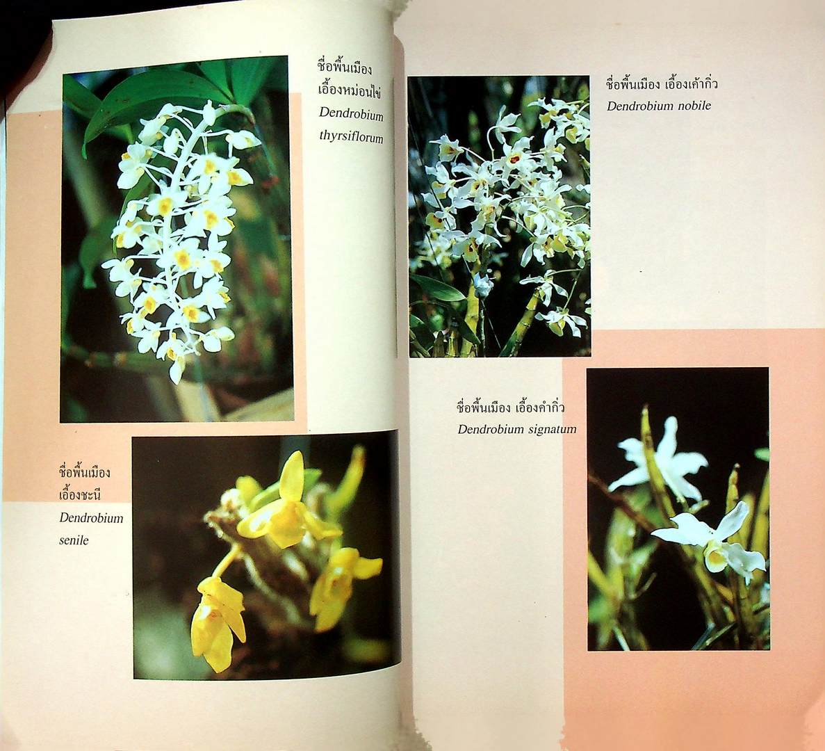 การปลูกเลี้ยง กล้วยไม้ สำหรับผู้แรกเริ่ม