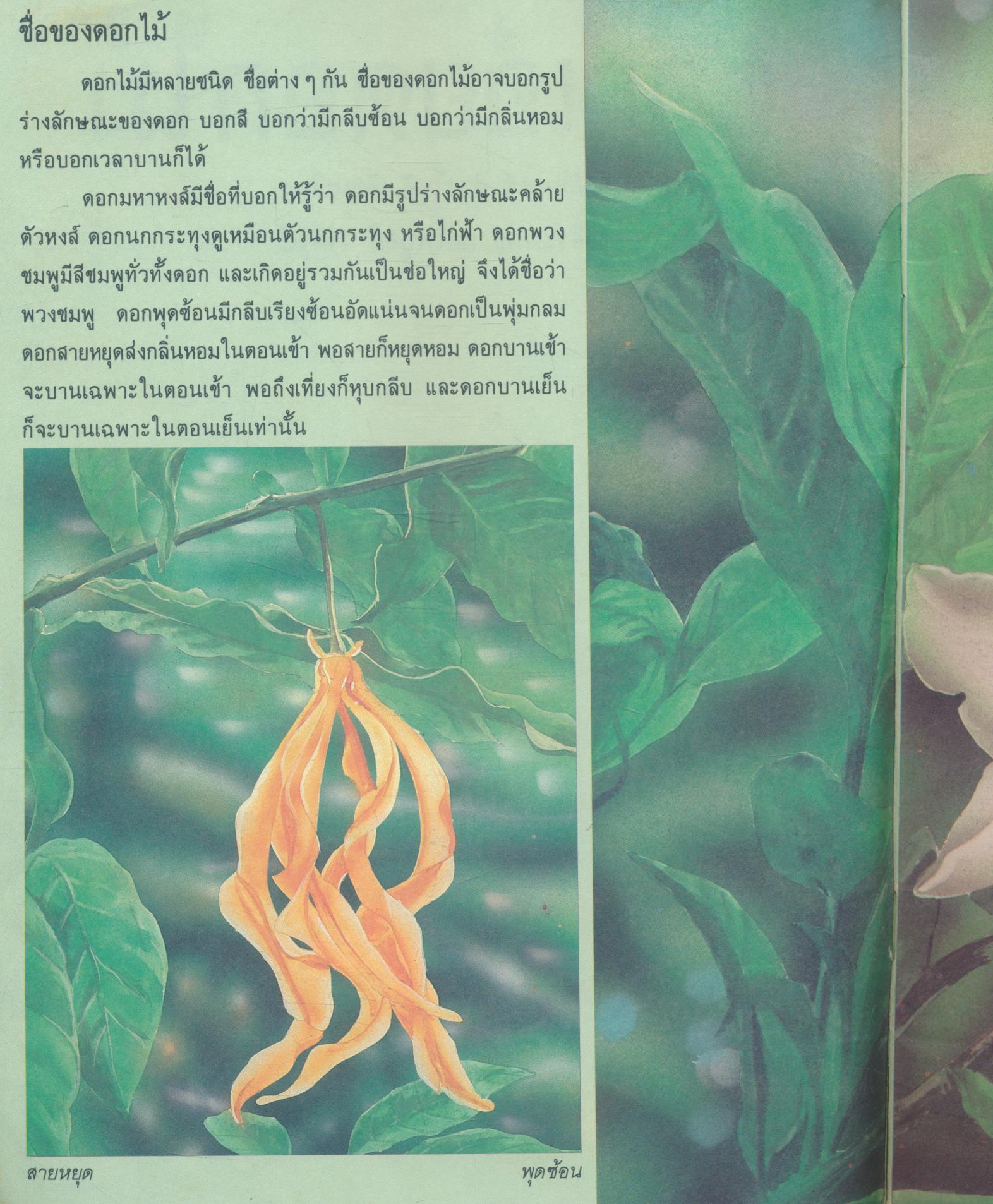 ดอกเอ๋ยดอกไม้