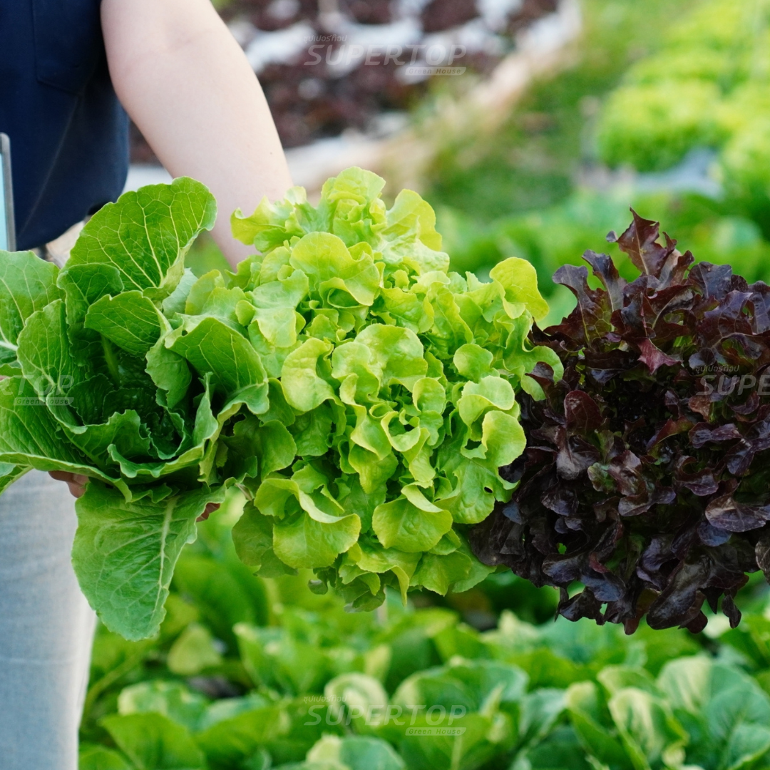 เมล็ดพันธุ์ผักสลัดออร์แกนิก RAILUNGTOP | เก็บจากฝัก สดจากไร่ลุงท๊อป ออร์แกนิก