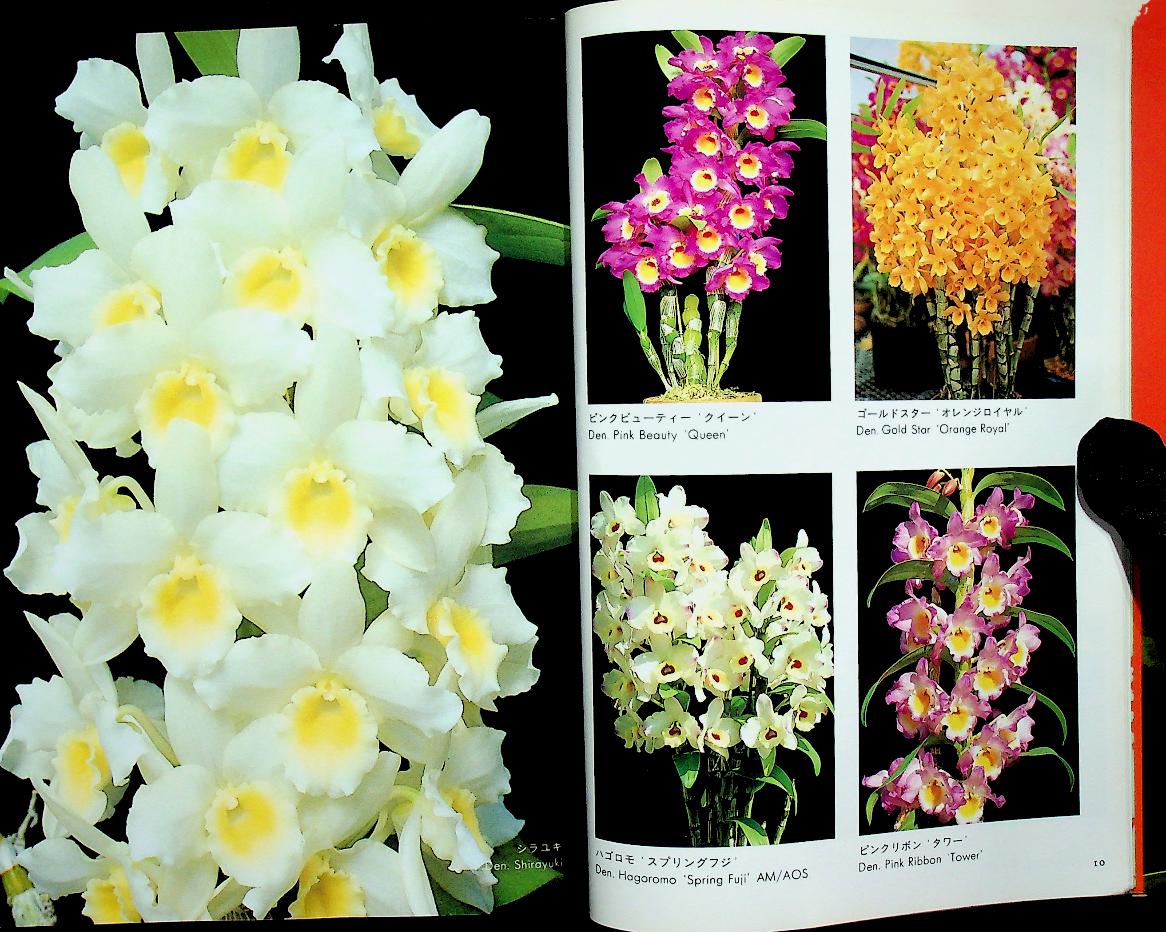 JOYFUL GREEN LIFE : Dendrobium (ดอกกล้วยไม้หวาย ฉบับภาษาญี่ปุ่น)