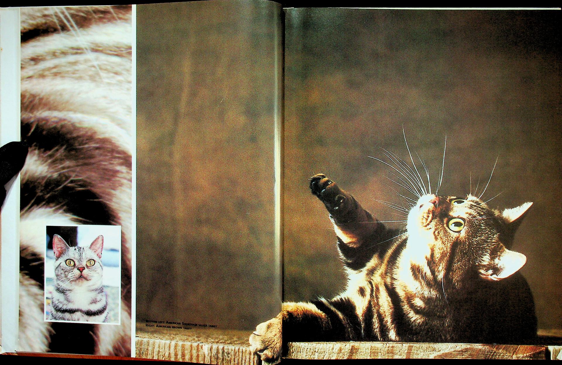 The Cat ENCYCLOPEDIA Volume 2