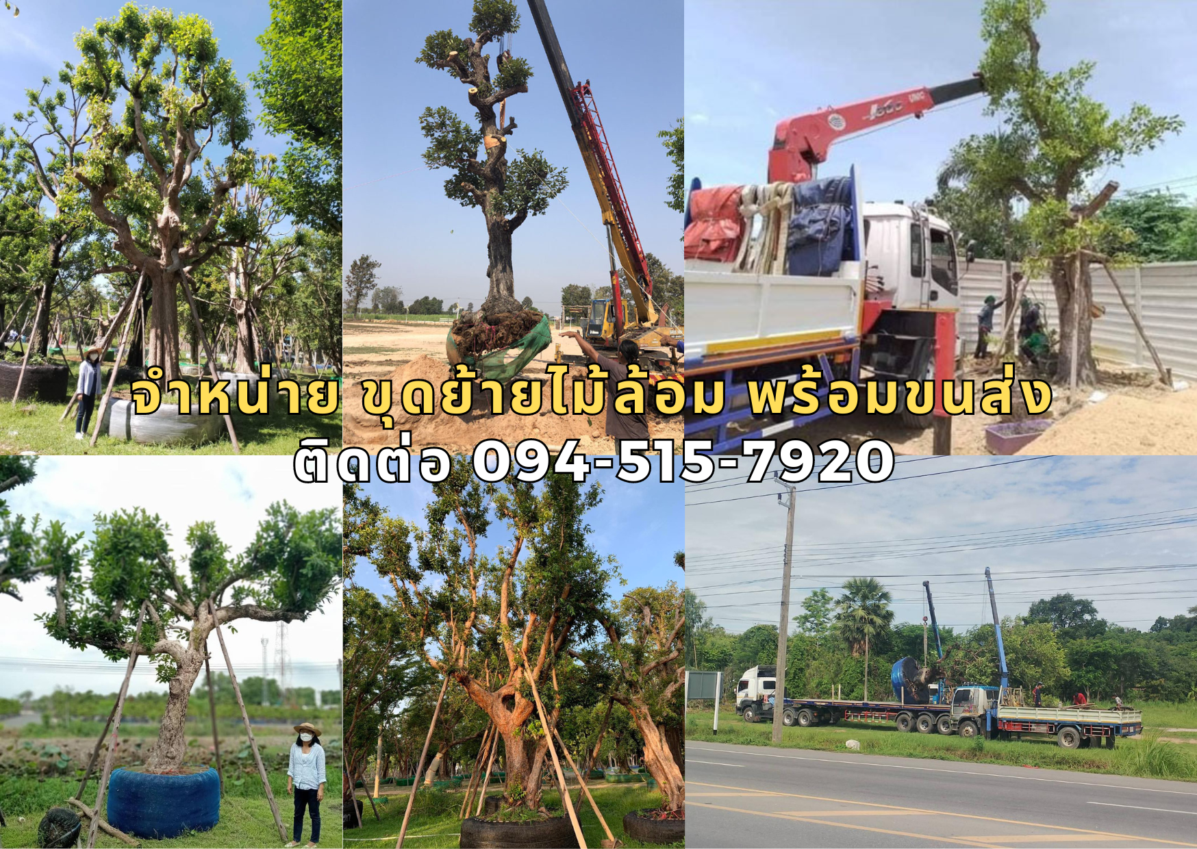 จำหน่าย ขุดย้ายไม้ล้อม พร้อมขนส่ง โทร.094-515-7920 