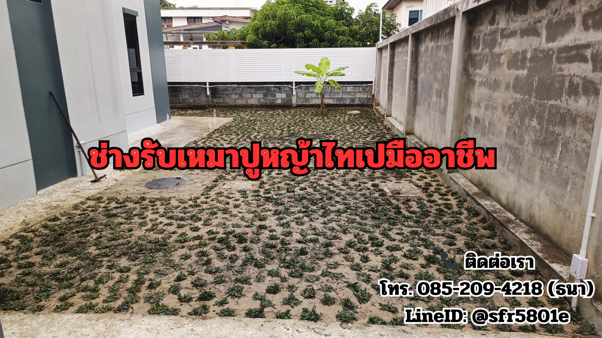 ขายหญ้าไทเป