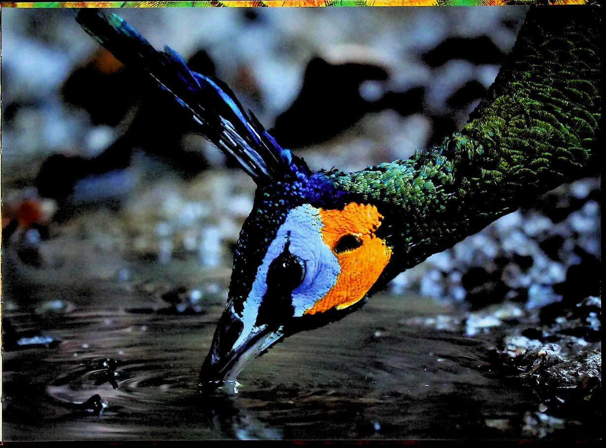 ฐานที่มั่นสุดท้ายนกยูงไทย