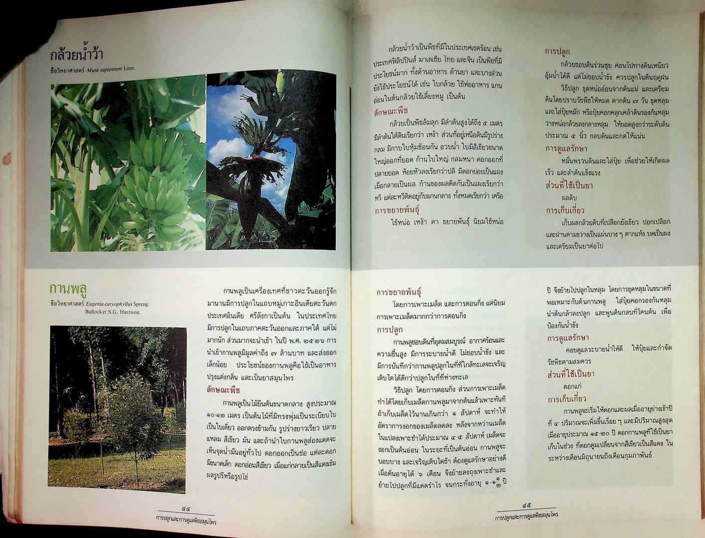 การปลูกและการดูแลพืชสนุนไพร