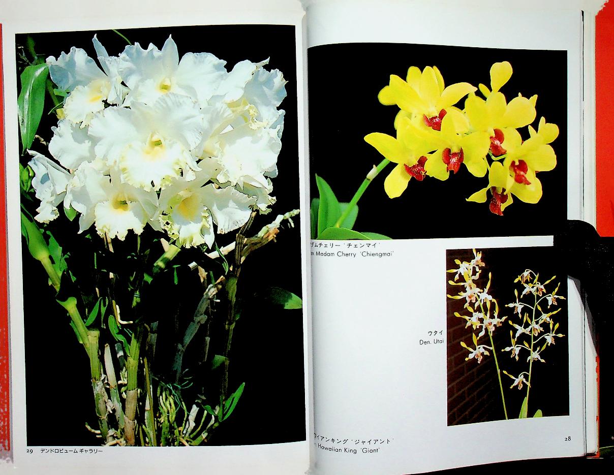 JOYFUL GREEN LIFE : Dendrobium (ดอกกล้วยไม้หวาย ฉบับภาษาญี่ปุ่น)