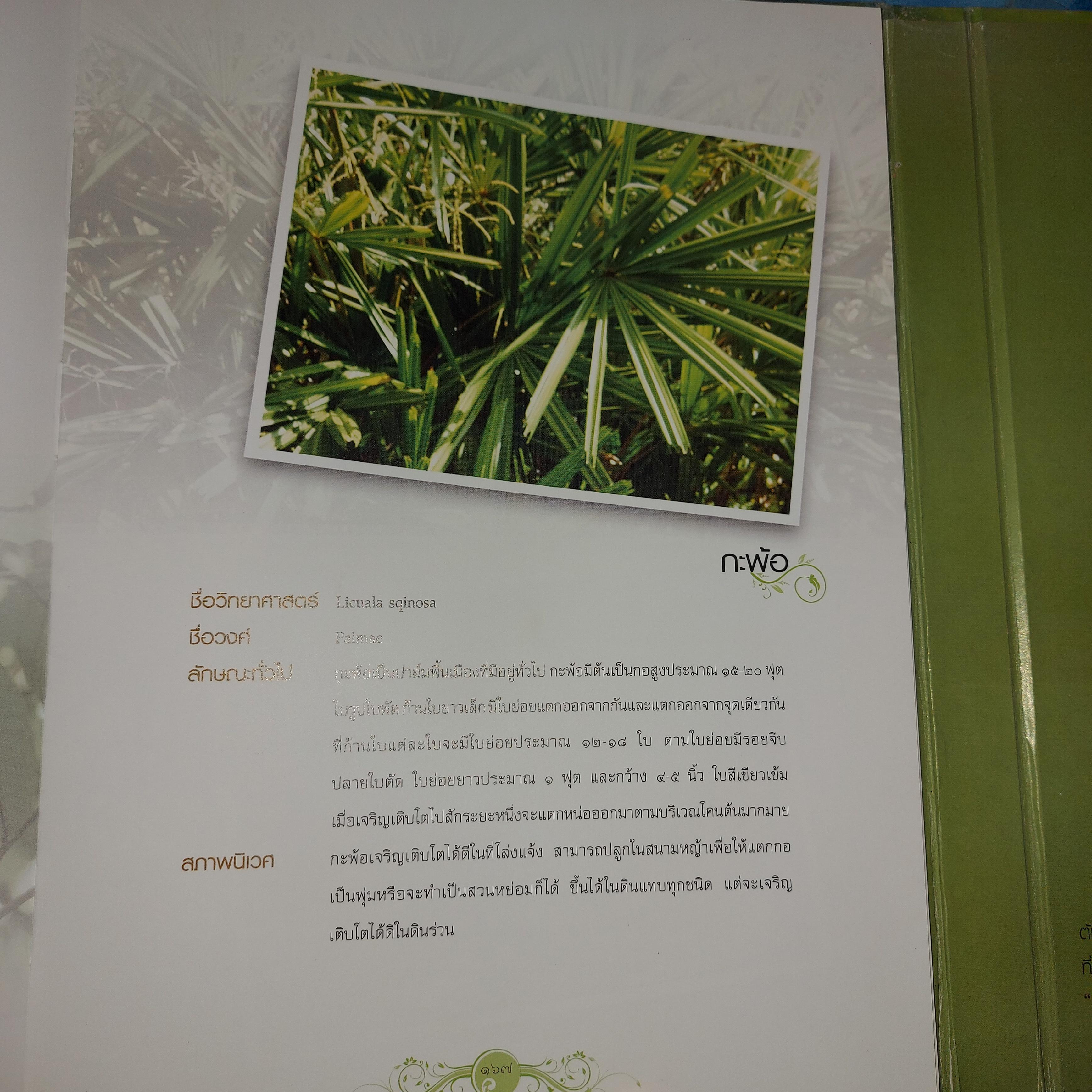 หยั่งราก ยืนต้น พัฒนาคนตามรอยพรุยคลบาท