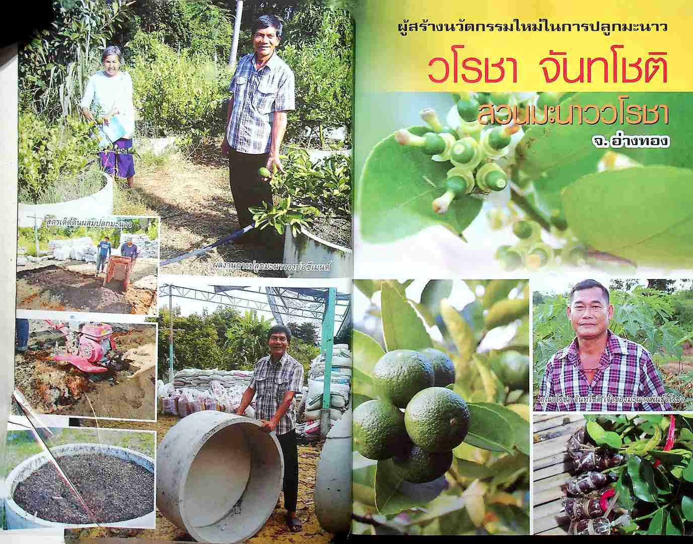 วิธีปลูกและสูตรลับมะนาว วงบ่อซีเมนต์-นอกฤดู