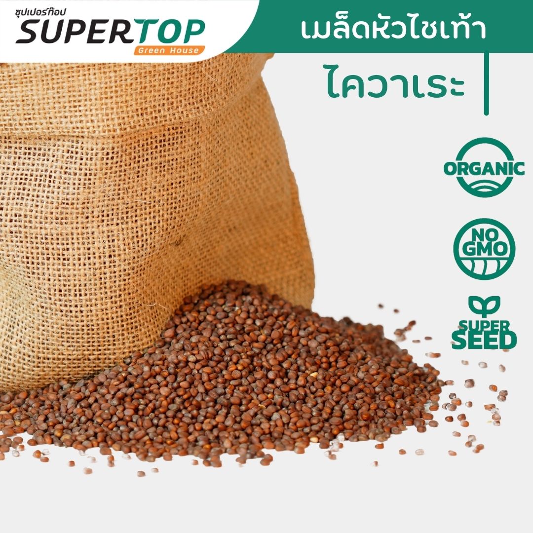 เมล็ดเพาะต้นอ่อน ไควาเระ (White Radish Microgreen) SUPERTOP ขนาด 1 KG.