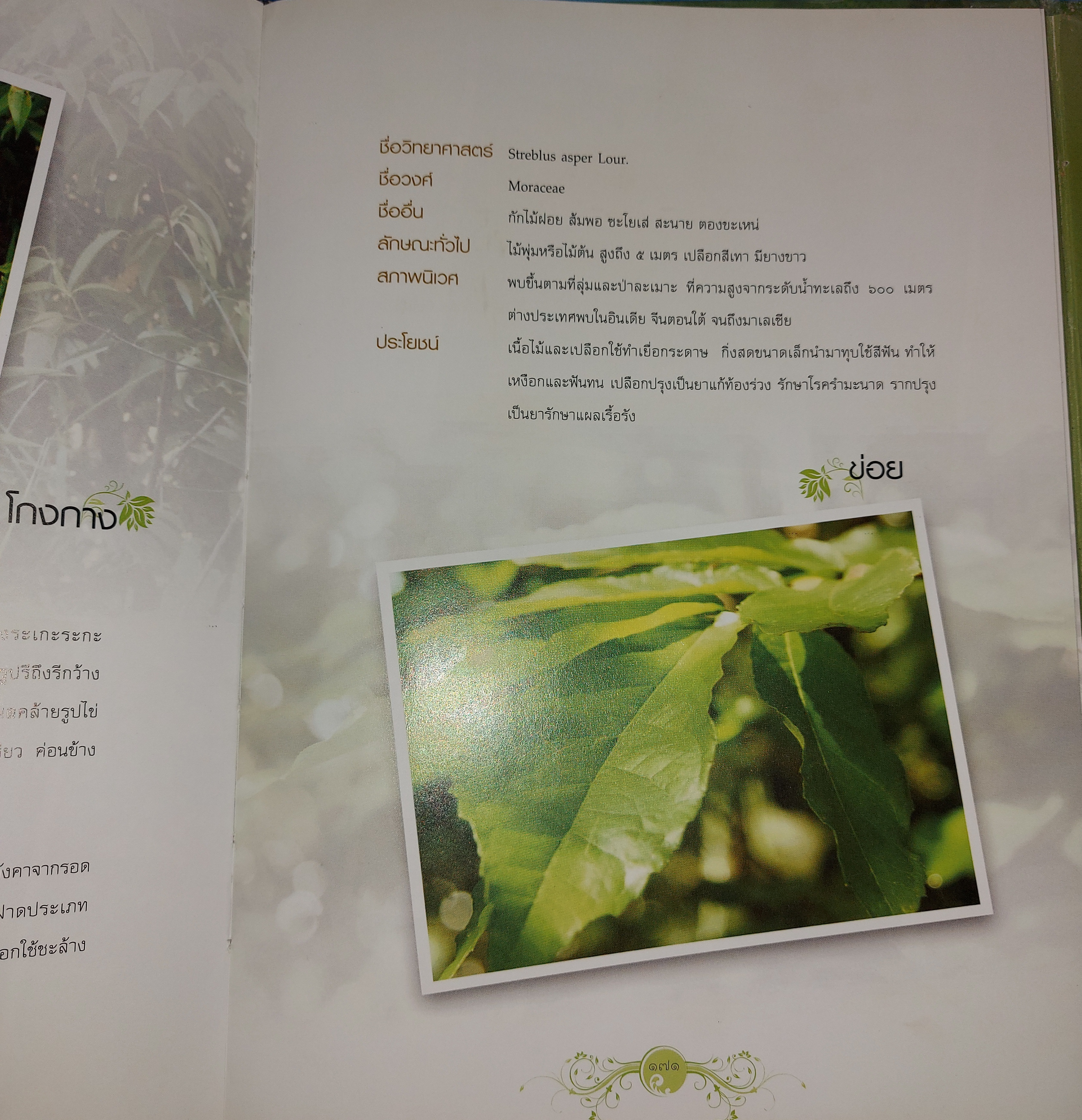 หยั่งราก ยืนต้น พัฒนาคนตามรอยพรุยคลบาท