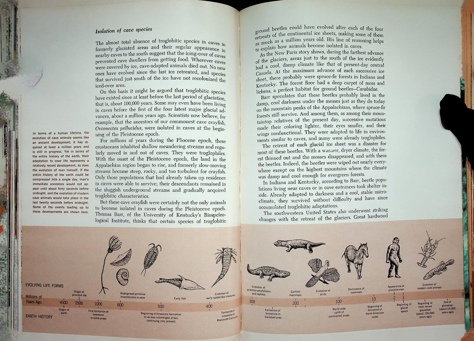 The Life of the Cave