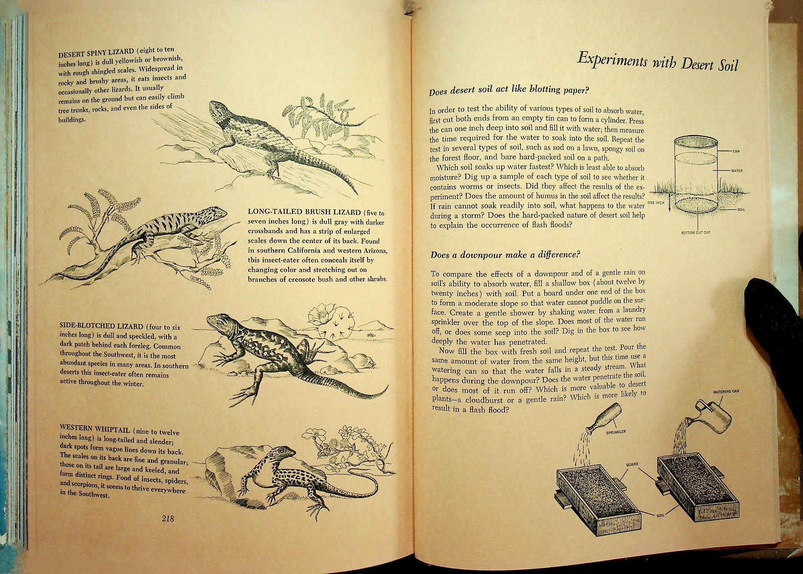 The Life of the Desert