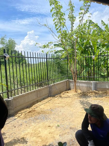 ปูหญ้ามาเลย์ ตำบลเมืองเก่า อำเภอเสาไห้ จังหวัดสระบุรี