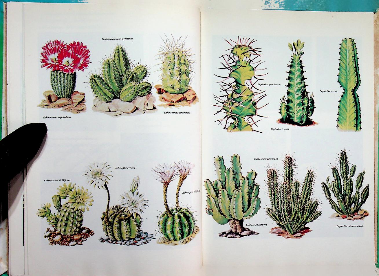 ตำราปลูกเลี้ยงและขยายพันธุ์ แคคตัส และไม้ใบอวบ