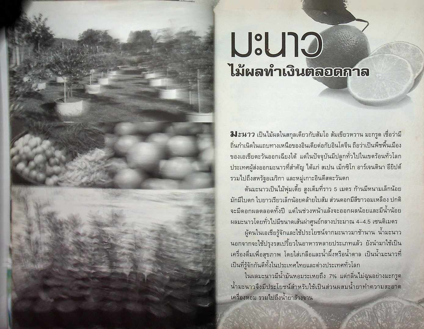 วิธีปลูกและสูตรลับมะนาว วงบ่อซีเมนต์-นอกฤดู