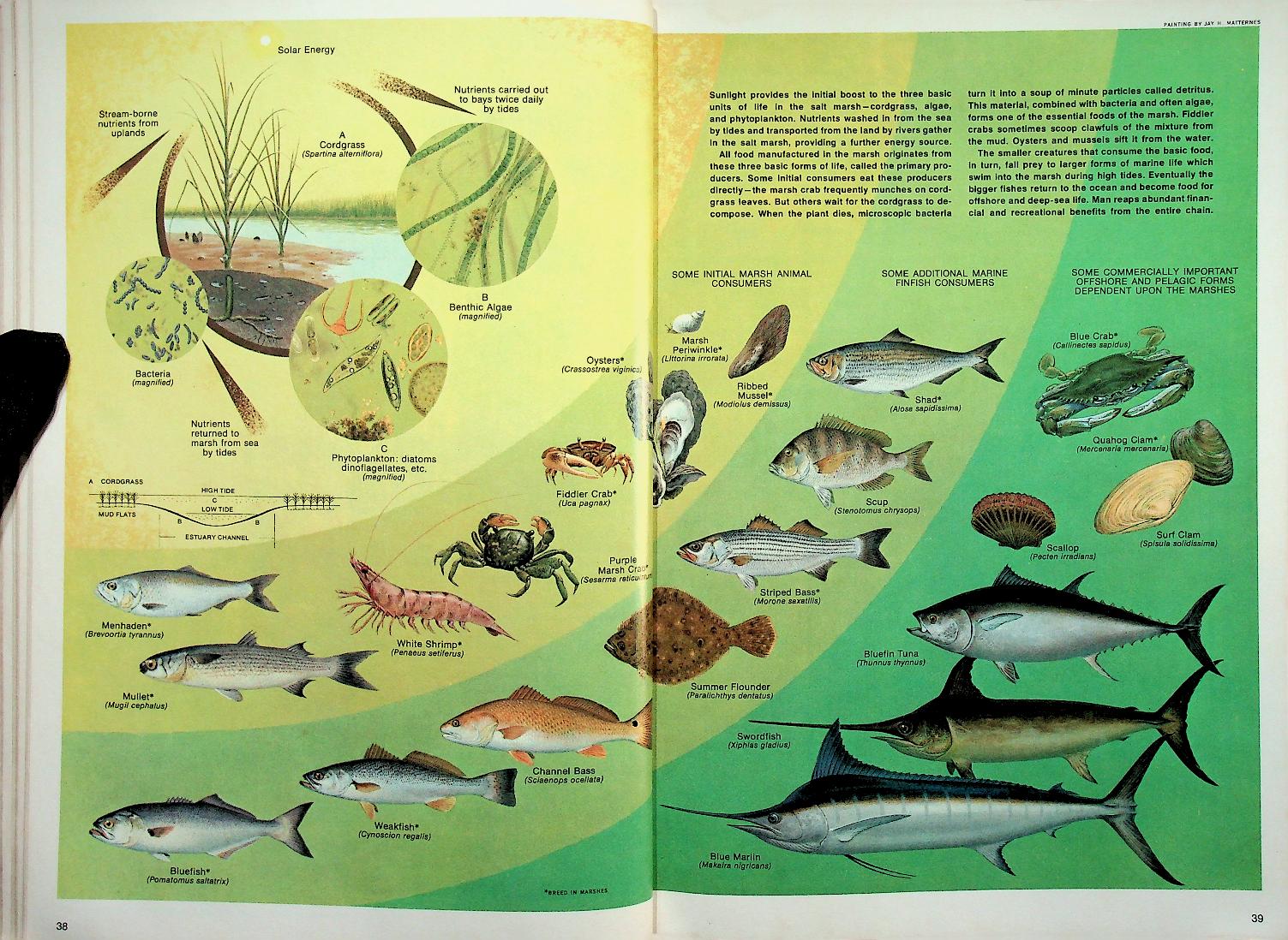 AS WE LIVE AND BREATHE : The Challenge of Our Environment