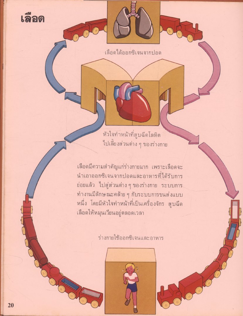 สารานุกรมเยาวชน นานาความรู้ชุดที่ 1 ร่างกายของเรา