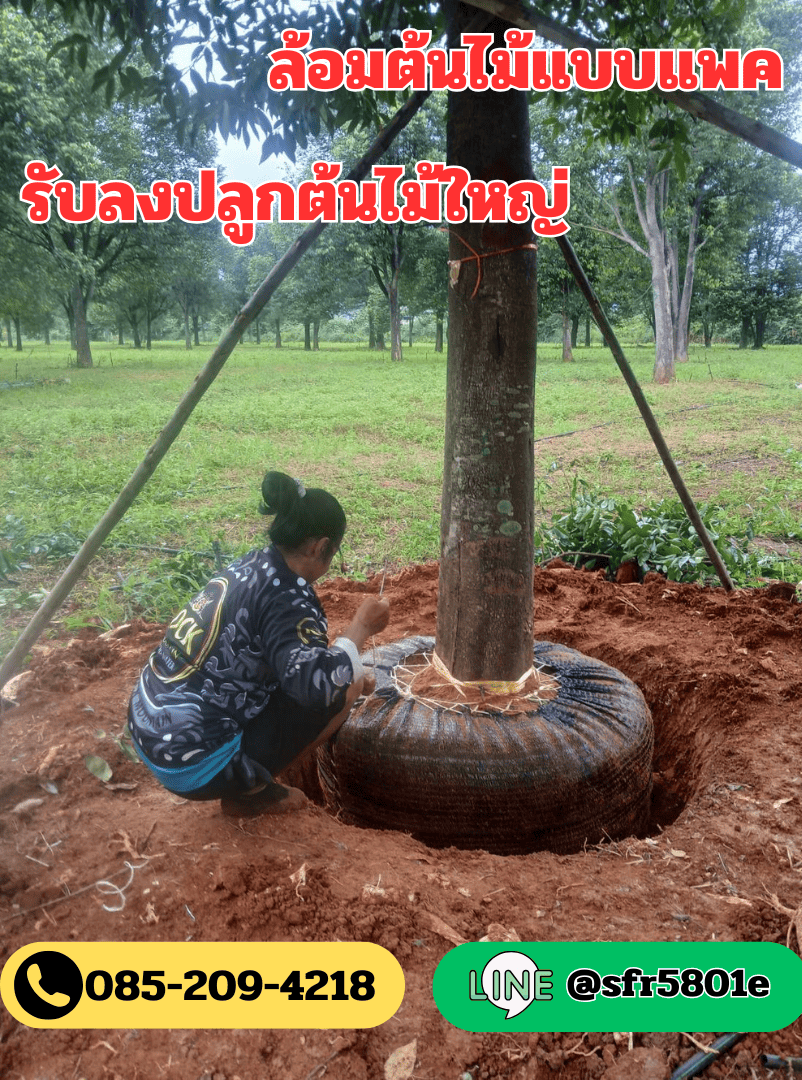 รับย้ายต้นไม้ใหญ่