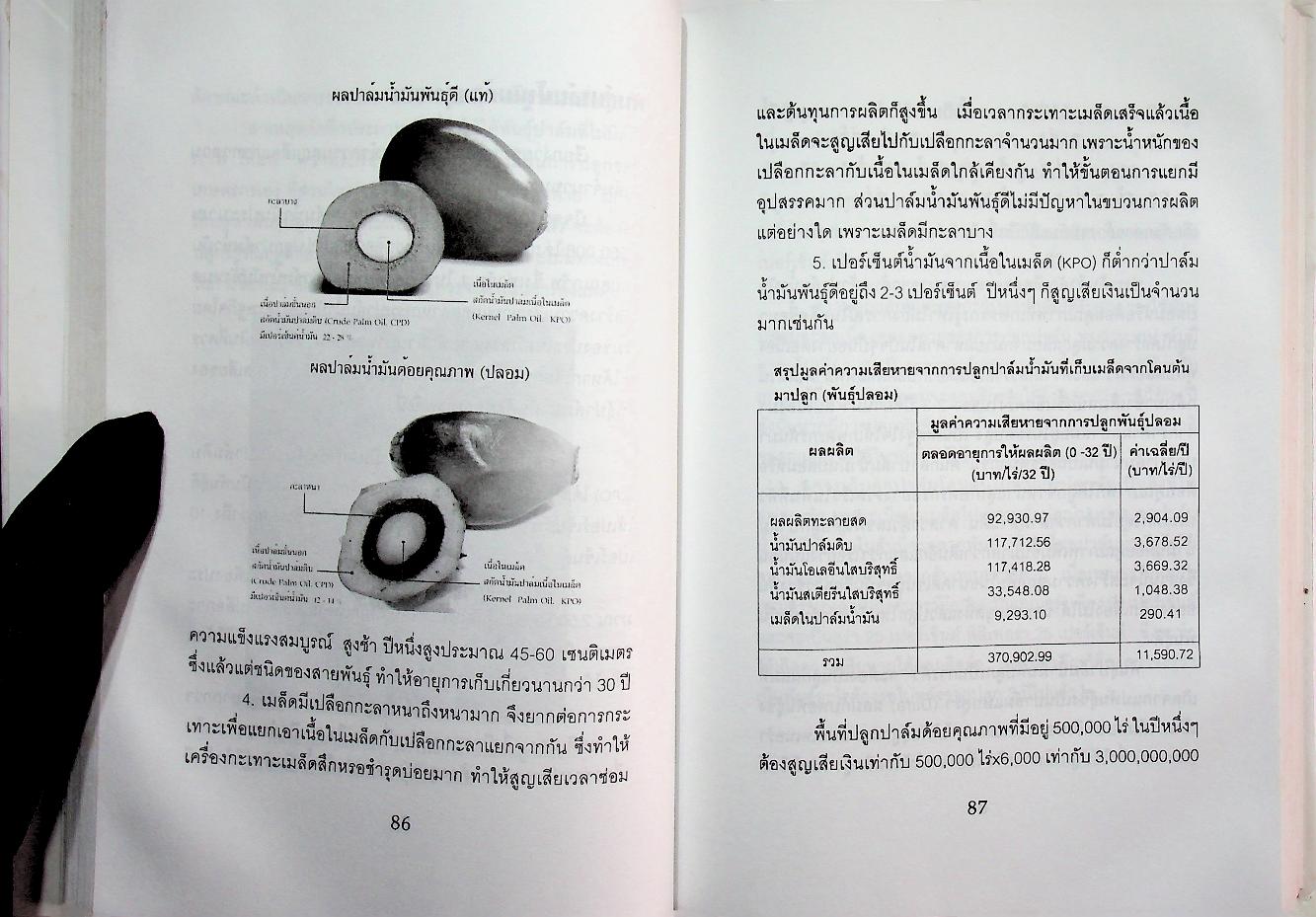 ปาล์มน้ำมัน พืชเศรษฐกิจสร้างรายได้สูงทั้งในปัจจุบันและอนาคต
