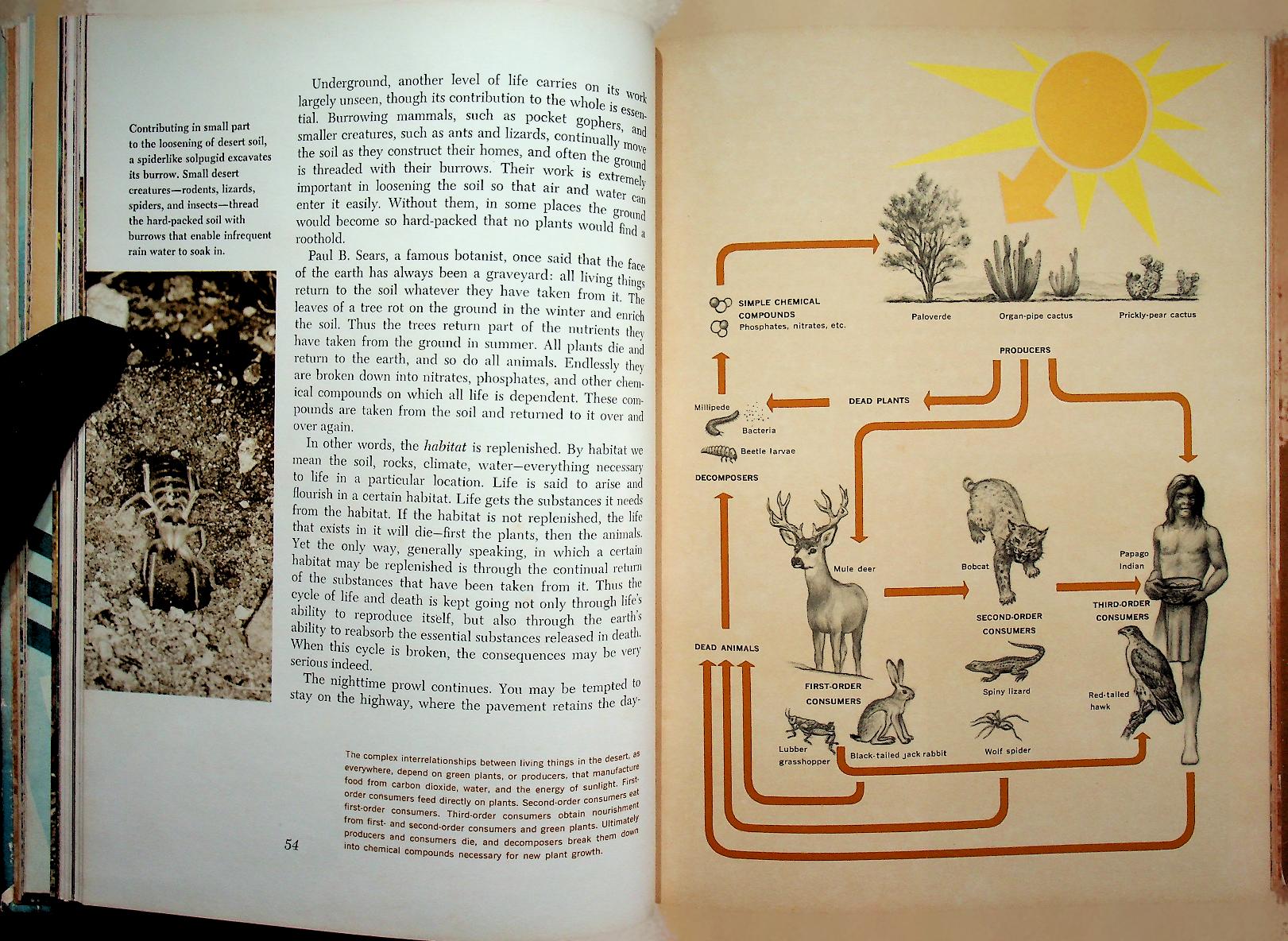 The Life of the Desert