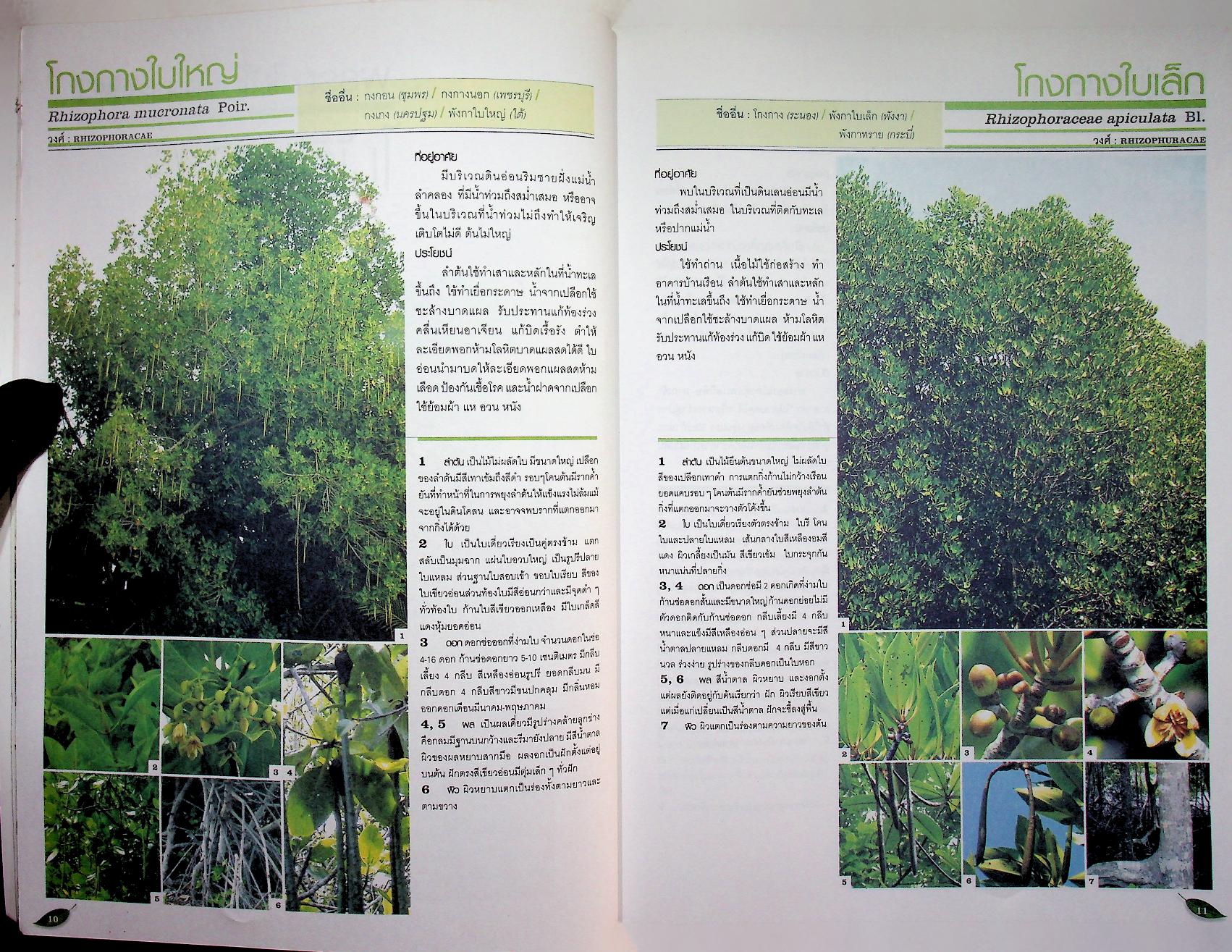 หนังสือส่งเสริมการศึกษาธรรมชาติ พรรณไม้ในป่าชายเลน