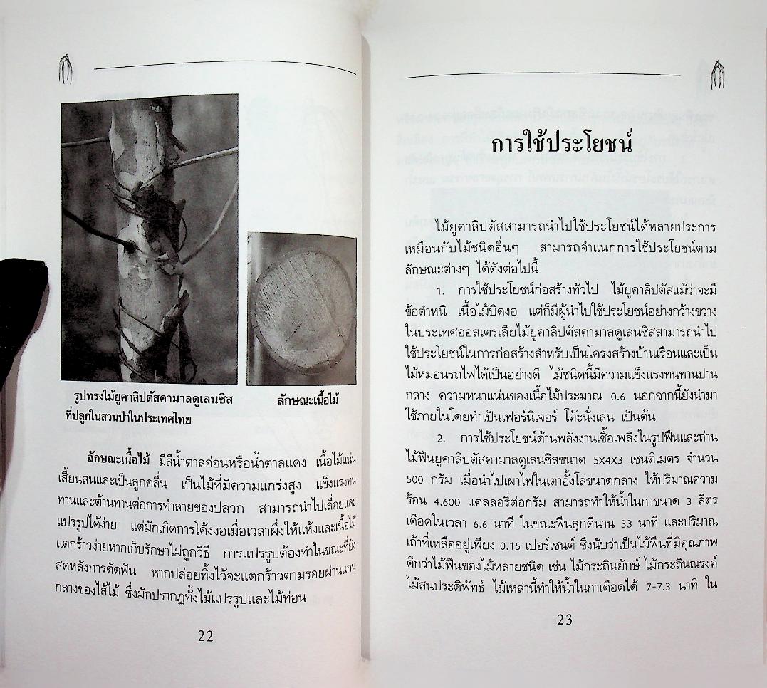 คู่มือการปลูก ยูคาลิปตัส