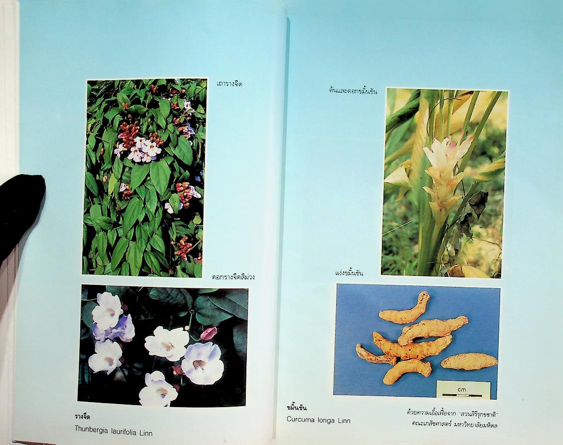 สมุนไพรเพื่อสุขภาพ รวมบทความคัดสรรจากมติชนสุดสัปดาห์ ๑