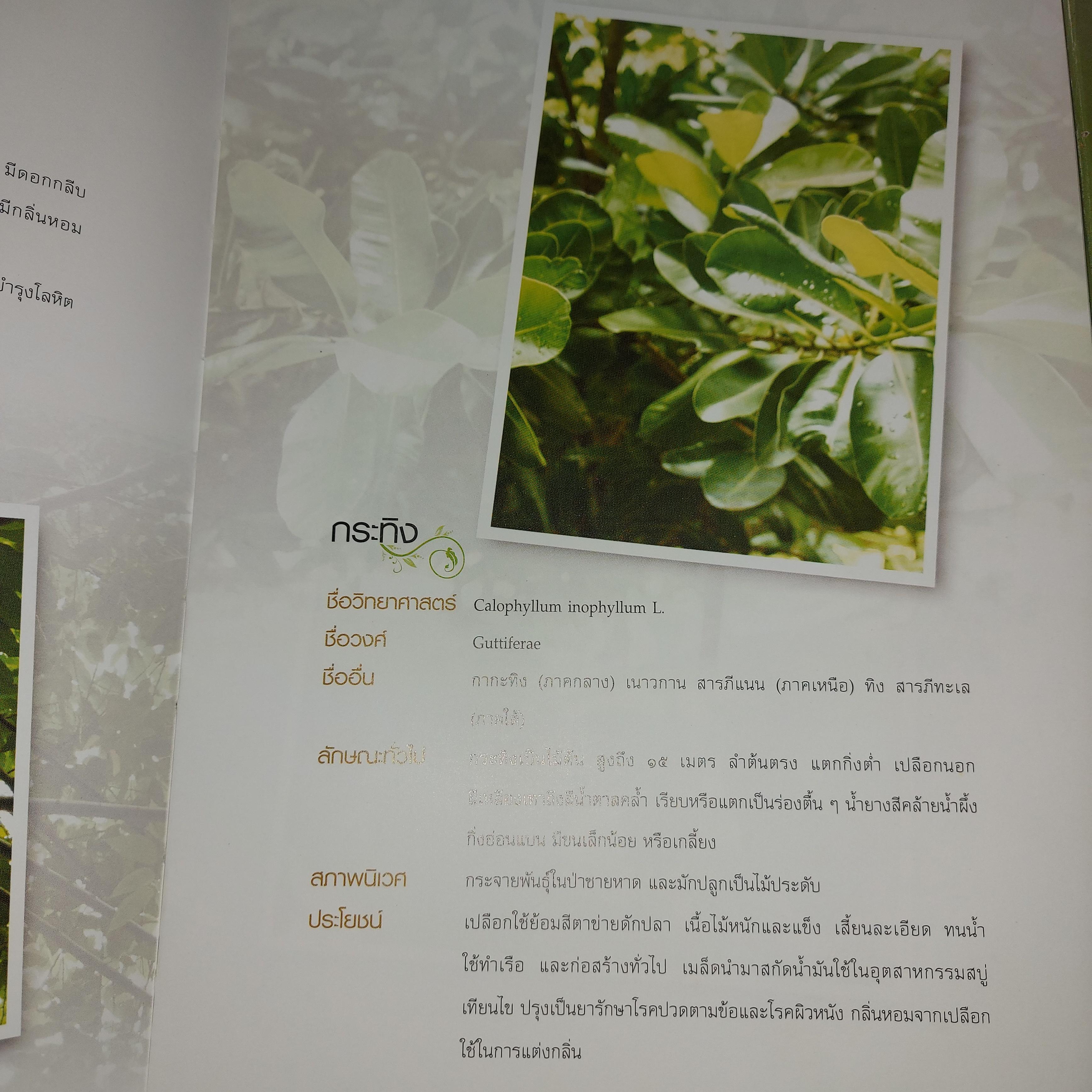 หยั่งราก ยืนต้น พัฒนาคนตามรอยพรุยคลบาท