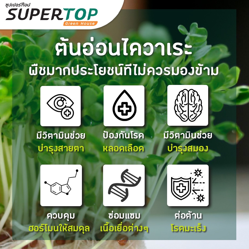 เมล็ดเพาะต้นอ่อน ไควาเระ (White Radish Microgreen) SUPERTOP ขนาด 1 KG.
