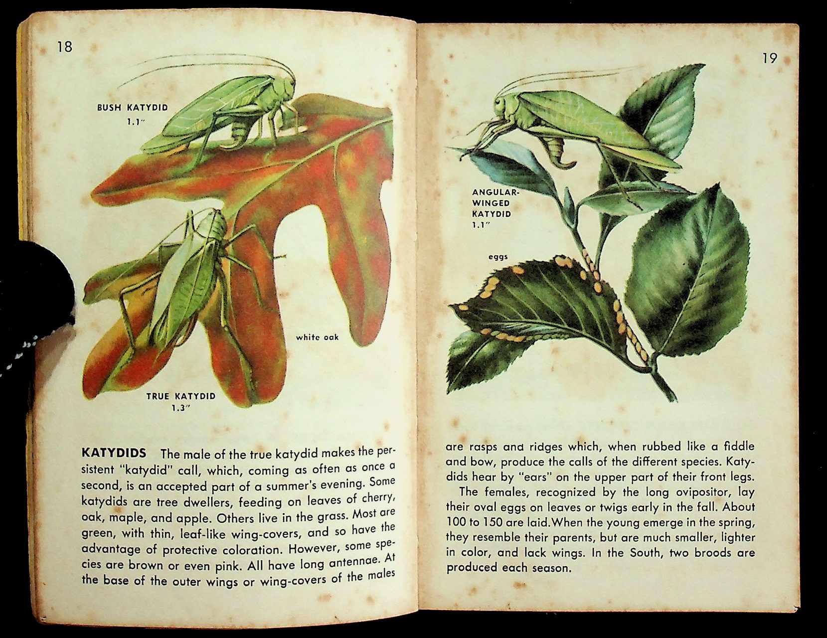 225 SPECIES IN FULL COLOR INSECTS A GUIDE TO FAMILIAR AMERICAN INSECTS