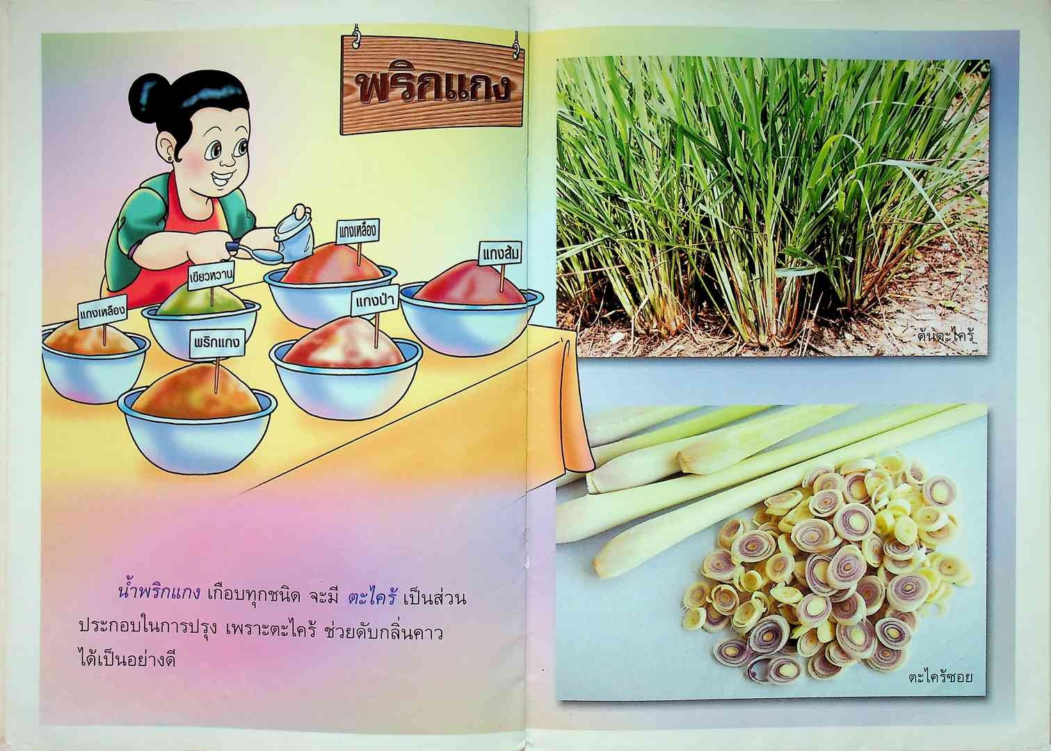 ชุดสมุนไพรในครัวเรือน ต้นเท่าครกใบปรกดิน ตะไคร้