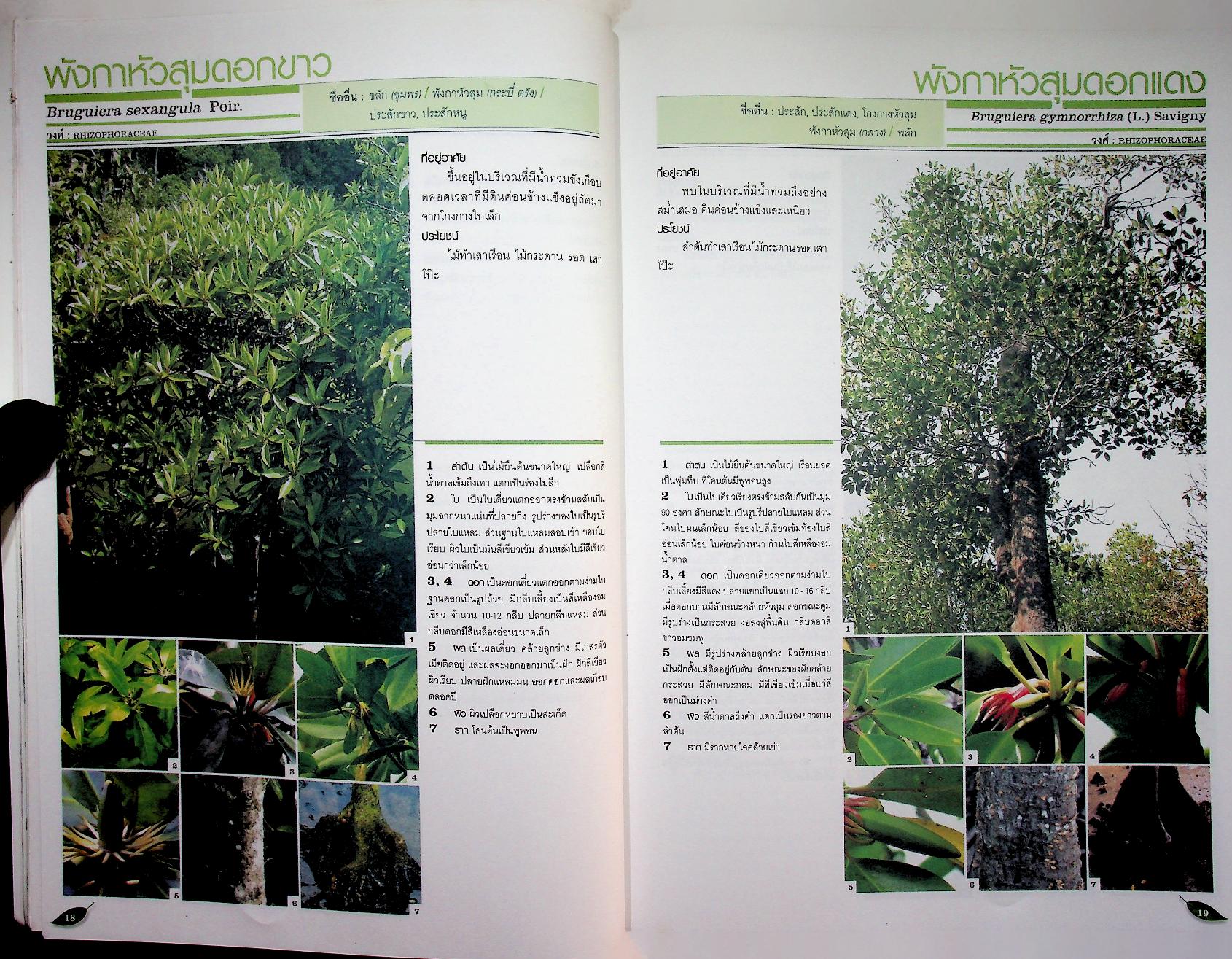 หนังสือส่งเสริมการศึกษาธรรมชาติ พรรณไม้ในป่าชายเลน