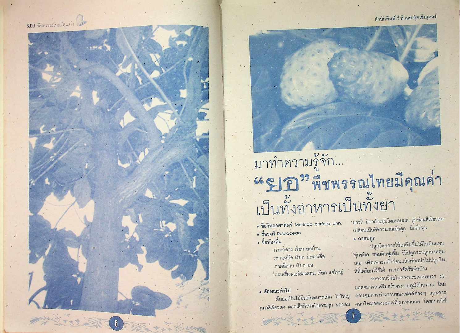 ยอ พืชพรรณไทย มีคุณค่า เป็นทั้งอาหารและยา