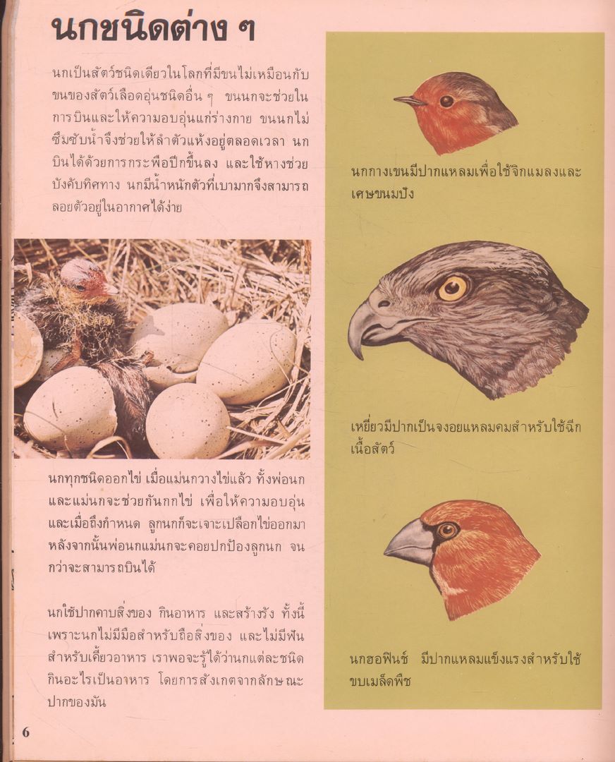 สารานุกรมเยาวชน นานาความรู้ชุดที่ 1 สัตว์เลือดอุ่น