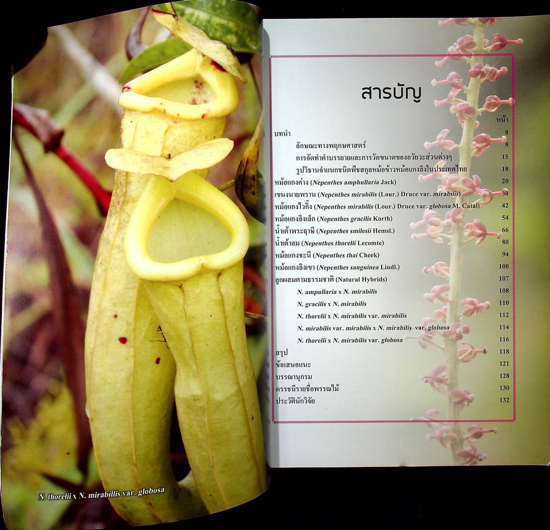 นิเวศวิทยาและการกระจายพันธุ์ของ หม้อข้าวหม้อแกงลิง ในประเทศไทย