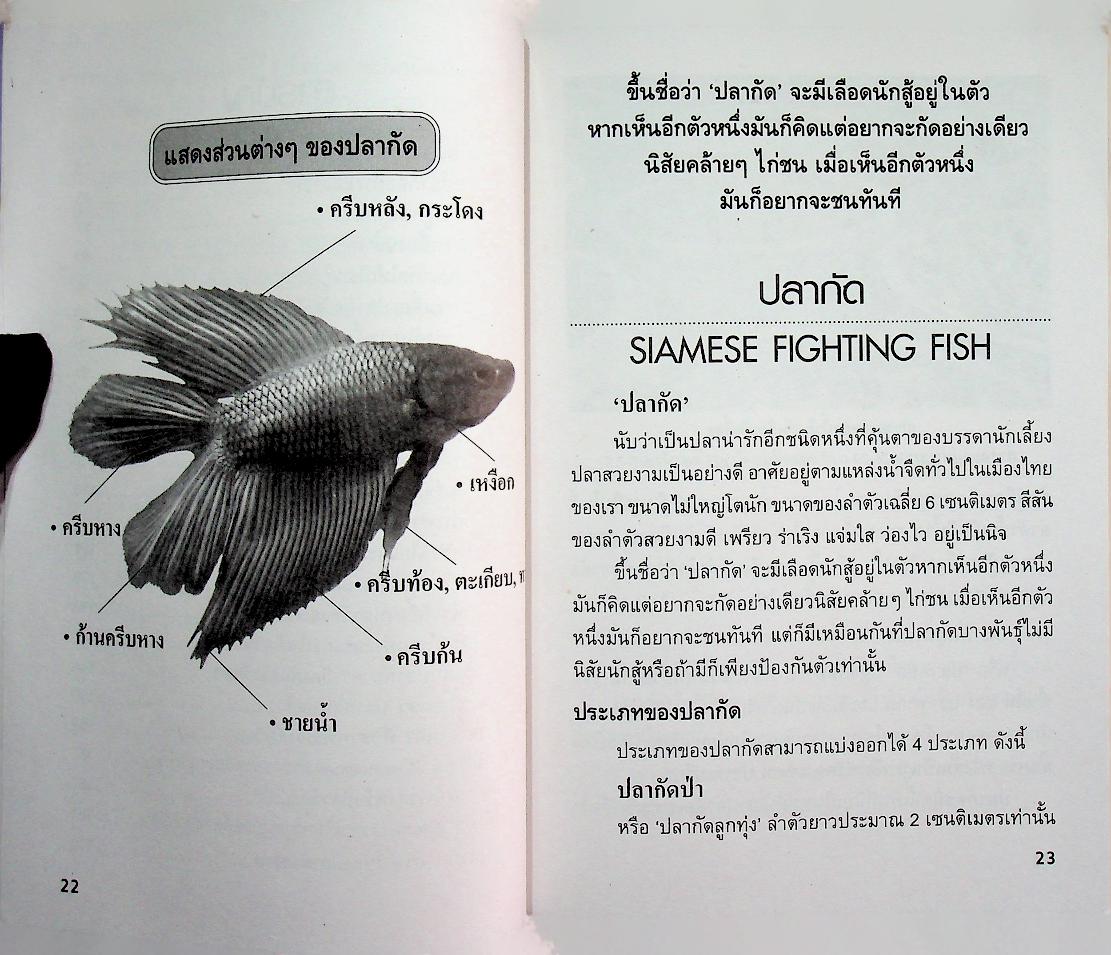 การเพาะเลี้ยงปลากัด